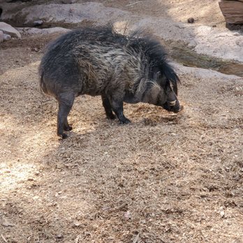 Phoenix Zoo - Zoos Near Me - Phoenix, Arizona Phoenix Zoo - Zoos Near Me - Phoenix, Arizona