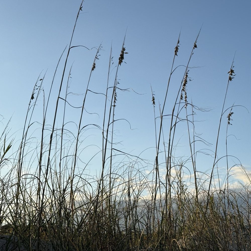 Jekyll Island - Parks Near Me - Jekyll Island, Georgia Jekyll Island - Parks Near Me - Jekyll Island, Georgia