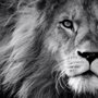 Leo Traits Process Serving and Legal Assistance