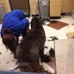 That's me (Enzo) getting groomed. Wuff!!! That's me (Enzo) getting groomed. Wuff!!!