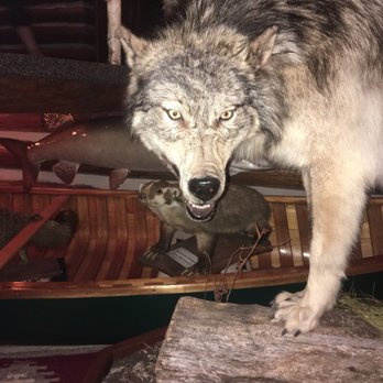 Ishnala - Gorgeous animal! Sucks they are real and not alive #GreyWolf - Steakhouses Near Me - Wisconsin Dells, Wisconsin