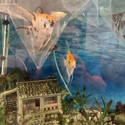 Fish Den - Fish