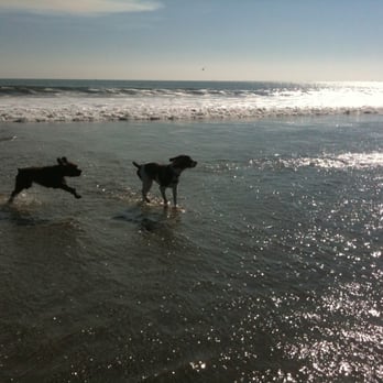 Coronado Dog Beach - Charlie (Right) + Milo (Left) frolicking in the water on a Saturday afternoon. - Beaches Near Me - Coronado, California Coronado Dog Beach - Charlie (Right) + Milo (Left) frolicking in the water on a Saturday afternoon. - Beaches Near Me - Coronado, California
