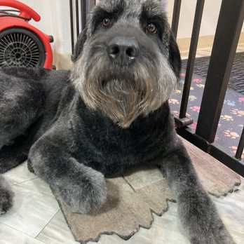 High Tails Grooming - Jack at the spa! - Pet Groomers Near Me - Loveland, Colorado High Tails Grooming - Jack at the spa! - Pet Groomers Near Me - Loveland, Colorado