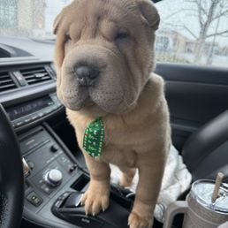 Shar-pei bath and brush