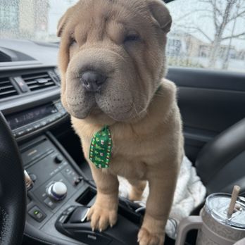 Pet Potential - Shar-pei bath and brush - Pet Stores Near Me - Riverton, Utah Pet Potential - Shar-pei bath and brush - Pet Stores Near Me - Riverton, Utah