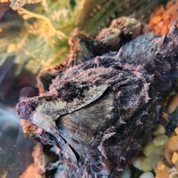 Alligator Snapping Turtle Alligator Snapping Turtle