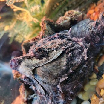 Sabrinas Reptile Kingdom - Alligator Snapping Turtle - Pet Stores Near Me - Cumberland, Rhode Island Sabrinas Reptile Kingdom - Alligator Snapping Turtle - Pet Stores Near Me - Cumberland, Rhode Island
