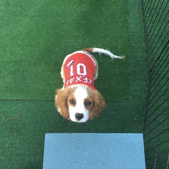 Frankies paws and play - Ace at day care in his ranger jersey - Dog Walkers Near Me - Rowlett, Texas