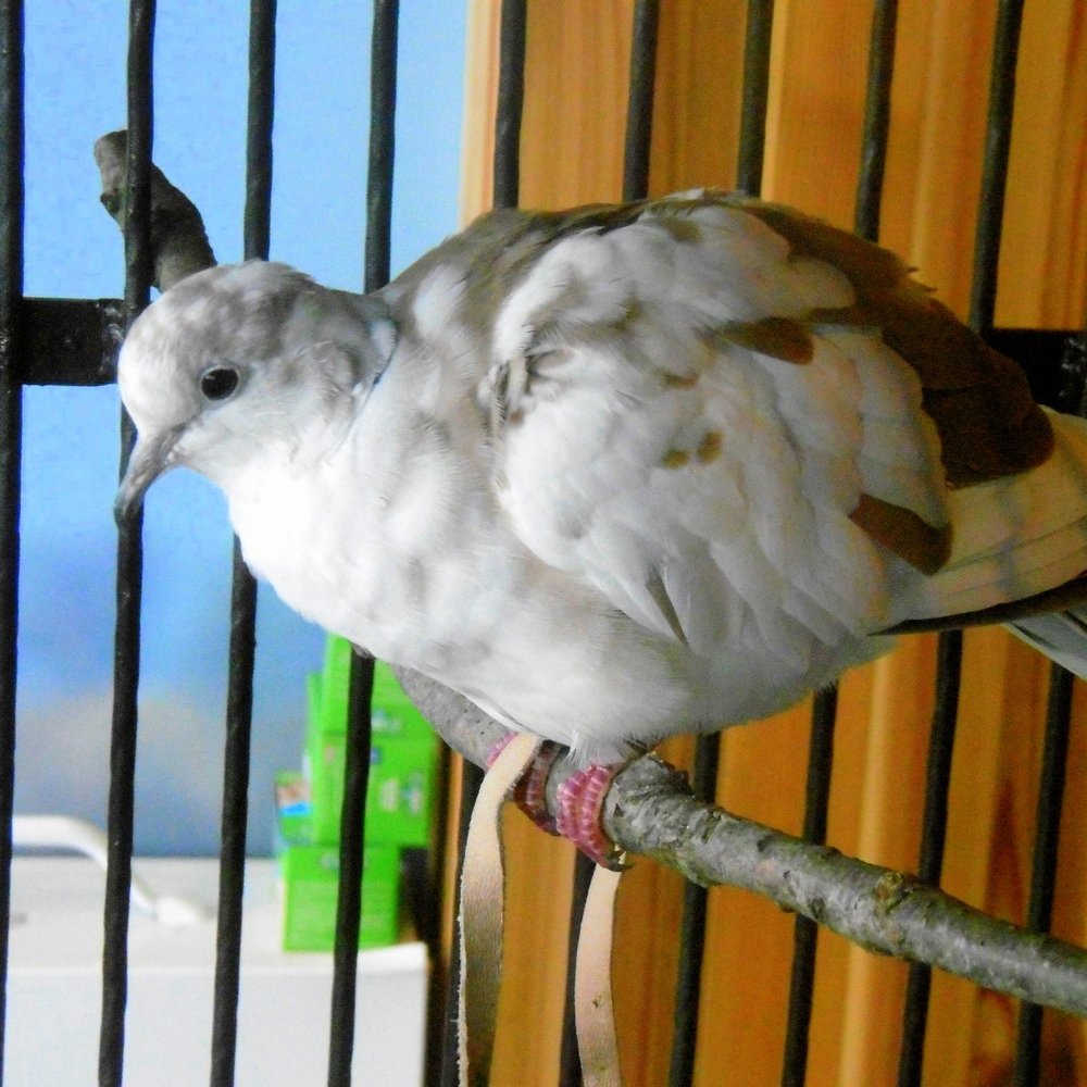 The Discovery Center - JJ - the cute ring-neck dove! - Hiking Near Me - Philadelphia, Pennsylvania The Discovery Center - JJ - the cute ring-neck dove! - Hiking Near Me - Philadelphia, Pennsylvania