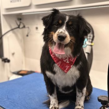 Woofie's - She's adorable!! ready for Valentine's Day - Pet Groomers Near Me Woofie's - She's adorable!! ready for Valentine's Day - Pet Groomers Near Me