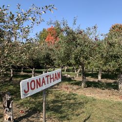 Littletree Orchards