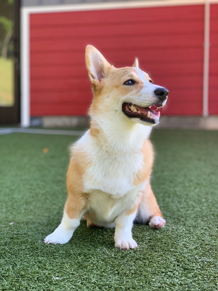 Reviews of THE PACK INDOOR DOG PARK Updated September 2024 29 Photos & 20 Reviews 5205 W