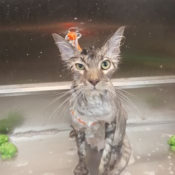 Mobile Pet Spa - Really?? - Pet Groomers Near Me Mobile Pet Spa - Really?? - Pet Groomers Near Me