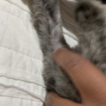 Purrrfect Paws Grooming - It looks better than when I got her because I cleaned out the blood but this is the actual cut - Pet Groomers Near Me - Los Angeles, California