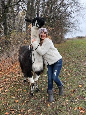 Carlson's Llovable Llamas by null