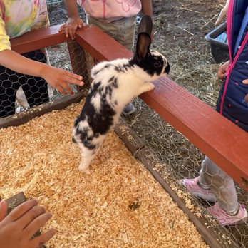 Queens Pumpkin Patch - Petting zoo - Pumpkin Patches Near Me - Saratoga, California