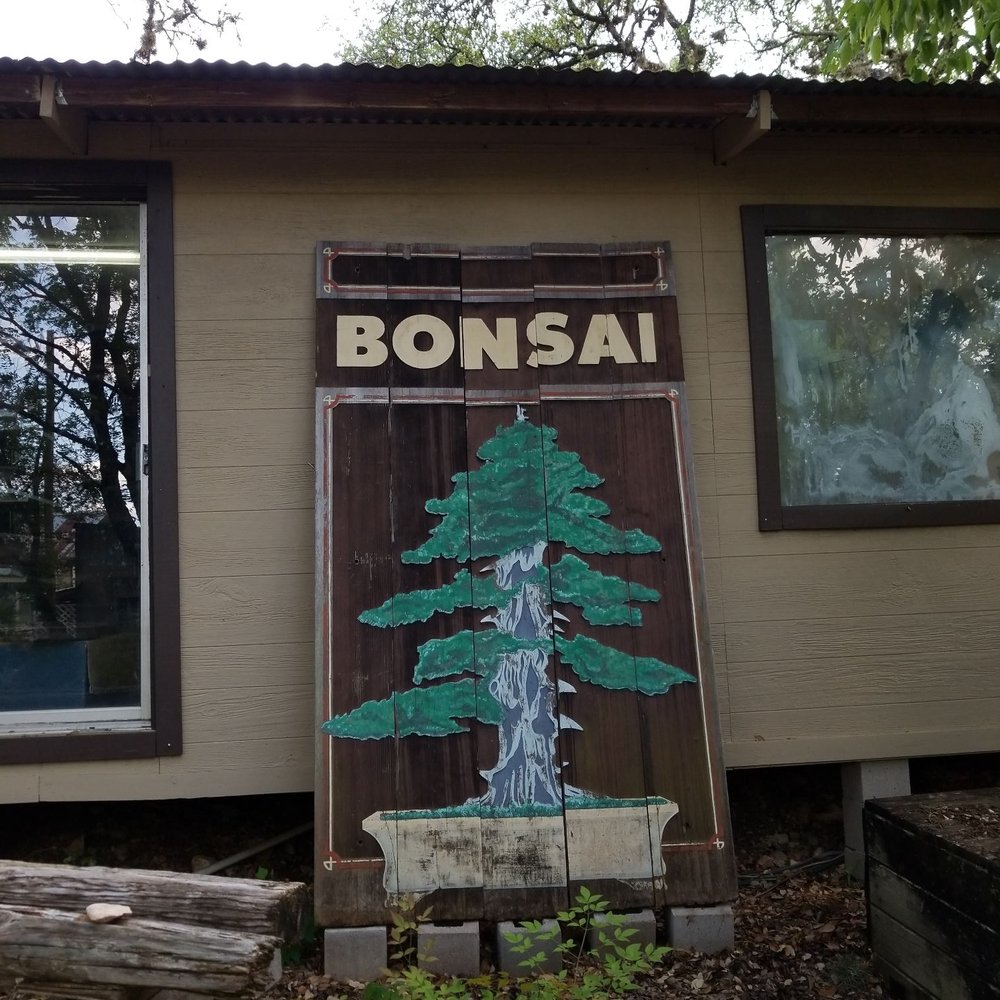 Bonsai Austin, TX - Last Updated June 2026 - Yelp