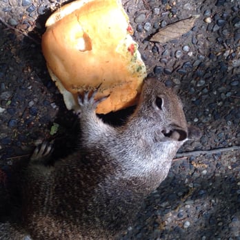 Extranomical Tours San Francisco - keep your bags closed. this little shit climbed into mine and stole my sandwich - Tours Near Me - San Francisco, California Extranomical Tours San Francisco - keep your bags closed. this little shit climbed into mine and stole my sandwich - Tours Near Me - San Francisco, California