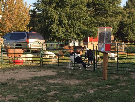 Coleman's Farm - Saline by null