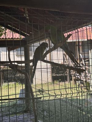 El Cora Crocodile Sanctuary by null