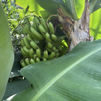 Anna Scripps Whitcomb Conservatory - Banana plant - Botanical Gardens Near Me - Detroit, Michigan Anna Scripps Whitcomb Conservatory - Banana plant - Botanical Gardens Near Me - Detroit, Michigan