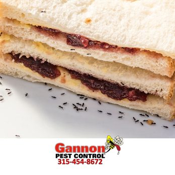 Gannon Pest Control - Pest Control Near Me - Syracuse, New York Gannon Pest Control - Pest Control Near Me - Syracuse, New York