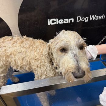 My Pet Market - Cleaning the newest member of my family! - Pet Stores Near Me - Phoenix, Arizona My Pet Market - Cleaning the newest member of my family! - Pet Stores Near Me - Phoenix, Arizona