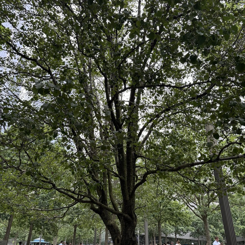 survivor tree - Local Flavor Near Me survivor tree - Local Flavor Near Me