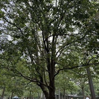 survivor tree - Local Flavor Near Me survivor tree - Local Flavor Near Me