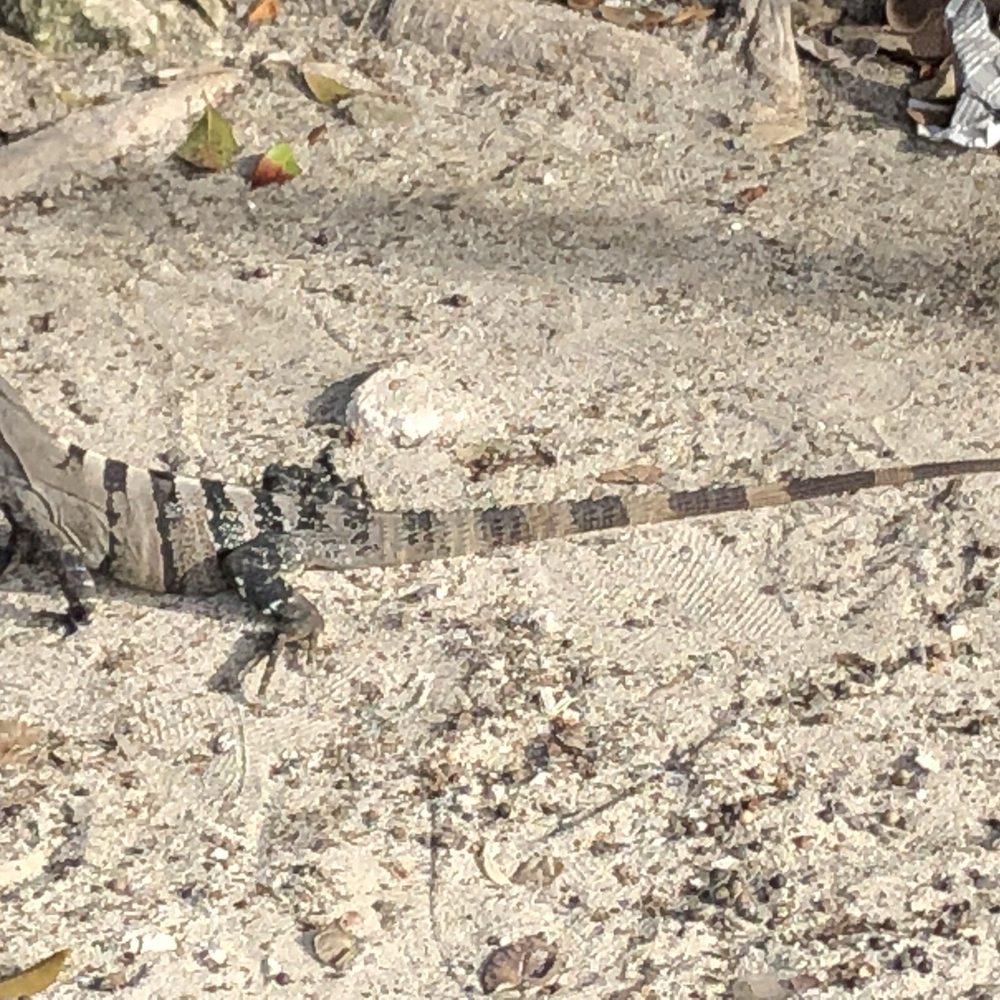 Coconuts Bar & Grill - Friendly reptile outside - Bars Near Me - Cozumel, ROO Coconuts Bar & Grill - Friendly reptile outside - Bars Near Me - Cozumel, ROO
