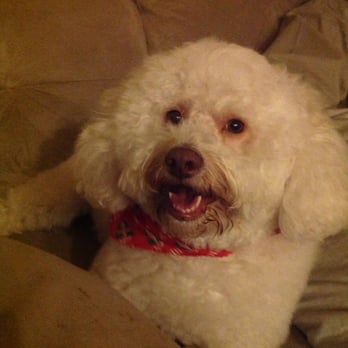 Doggie Day Spa - Pet Groomers Near Me - Moreno Valley, California