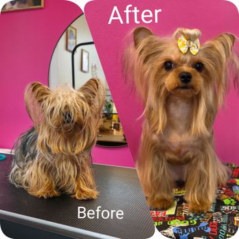 Simba's Pet Grooming - Pet Groomers Near Me - Pasadena, California