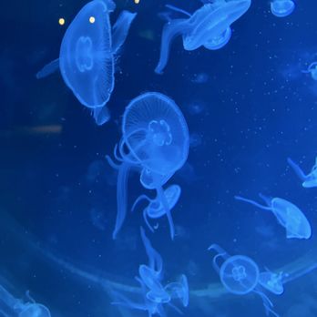 Jellyfish Museum - Museums Near Me - Pompano Beach, Florida Jellyfish Museum - Museums Near Me - Pompano Beach, Florida