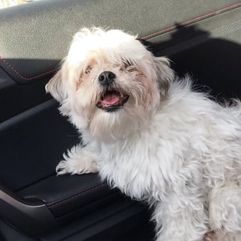 Pasadena Humane - So happy I found my baby! This is him on the car ride back happy to be reunited with me! - Animal Shelters Near Me - Pasadena, California Pasadena Humane - So happy I found my baby! This is him on the car ride back happy to be reunited with me! - Animal Shelters Near Me - Pasadena, California