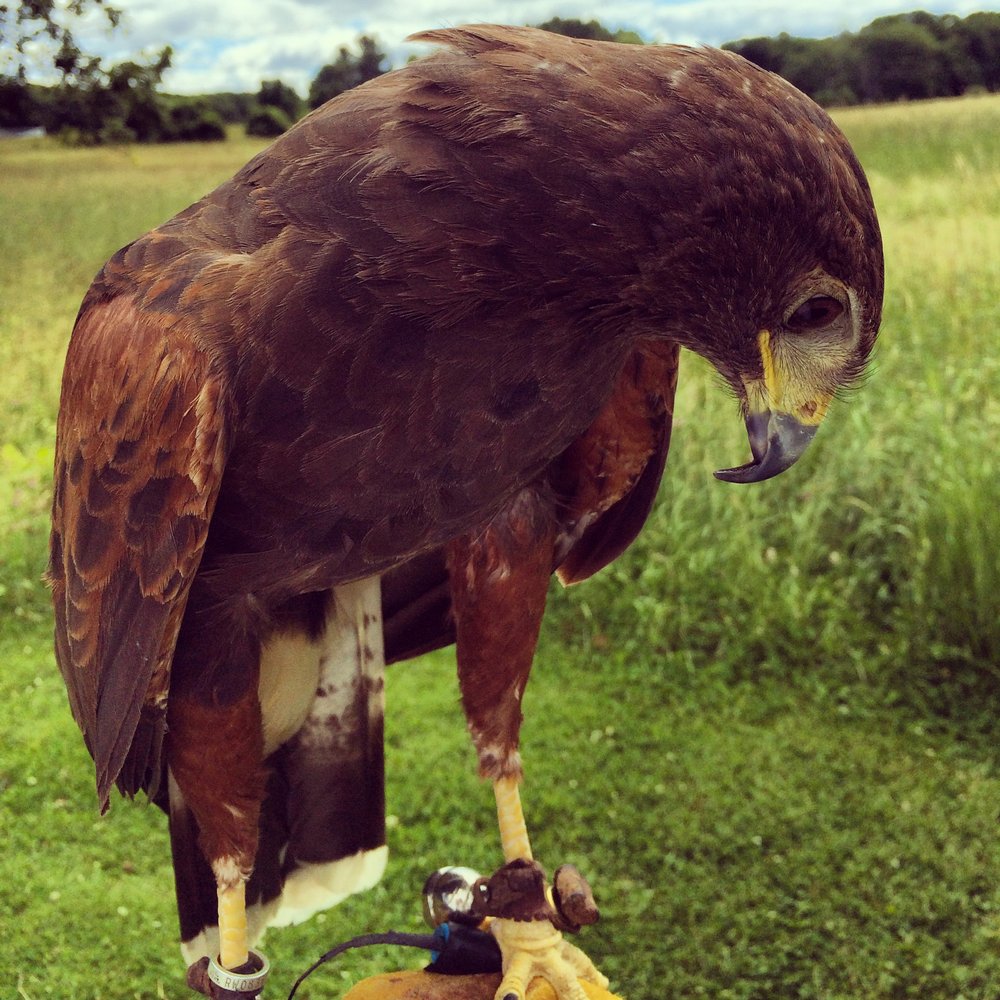 New England Falconry - A Harris's Hawk named "95" - Pet Training Near Me - Hadley, Massachusetts