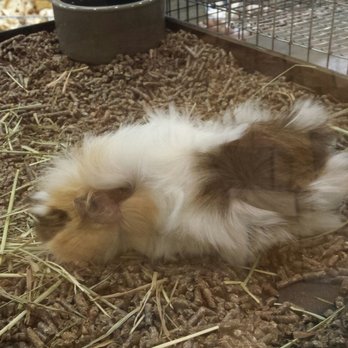 Koolau Pets Plants & Ponds - Guinea pig = $24.99 - Pet Stores Near Me - Kaneohe, Hawaii