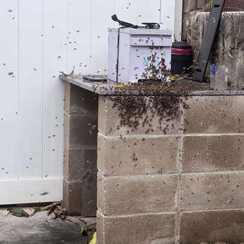 Honey Bee Rescue - Bee box for relocating - Pest Control Near Me
