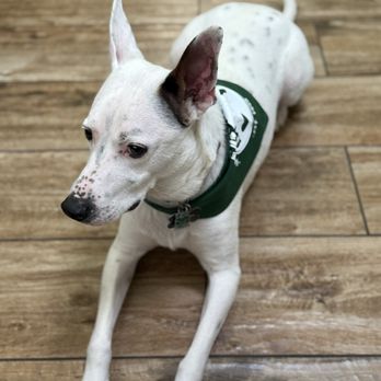 Valley Veterinary Hospital - Veterinarians Near Me - Phoenixville, Pennsylvania Valley Veterinary Hospital - Veterinarians Near Me - Phoenixville, Pennsylvania