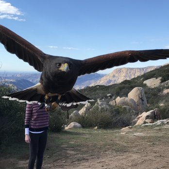 Sky Falconry - Specialty Schools Near Me - Alpine, California Sky Falconry - Specialty Schools Near Me - Alpine, California