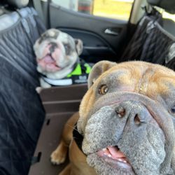 K-9 Styles by Amber - Bodhi & Blue think they are going to chick-Fila