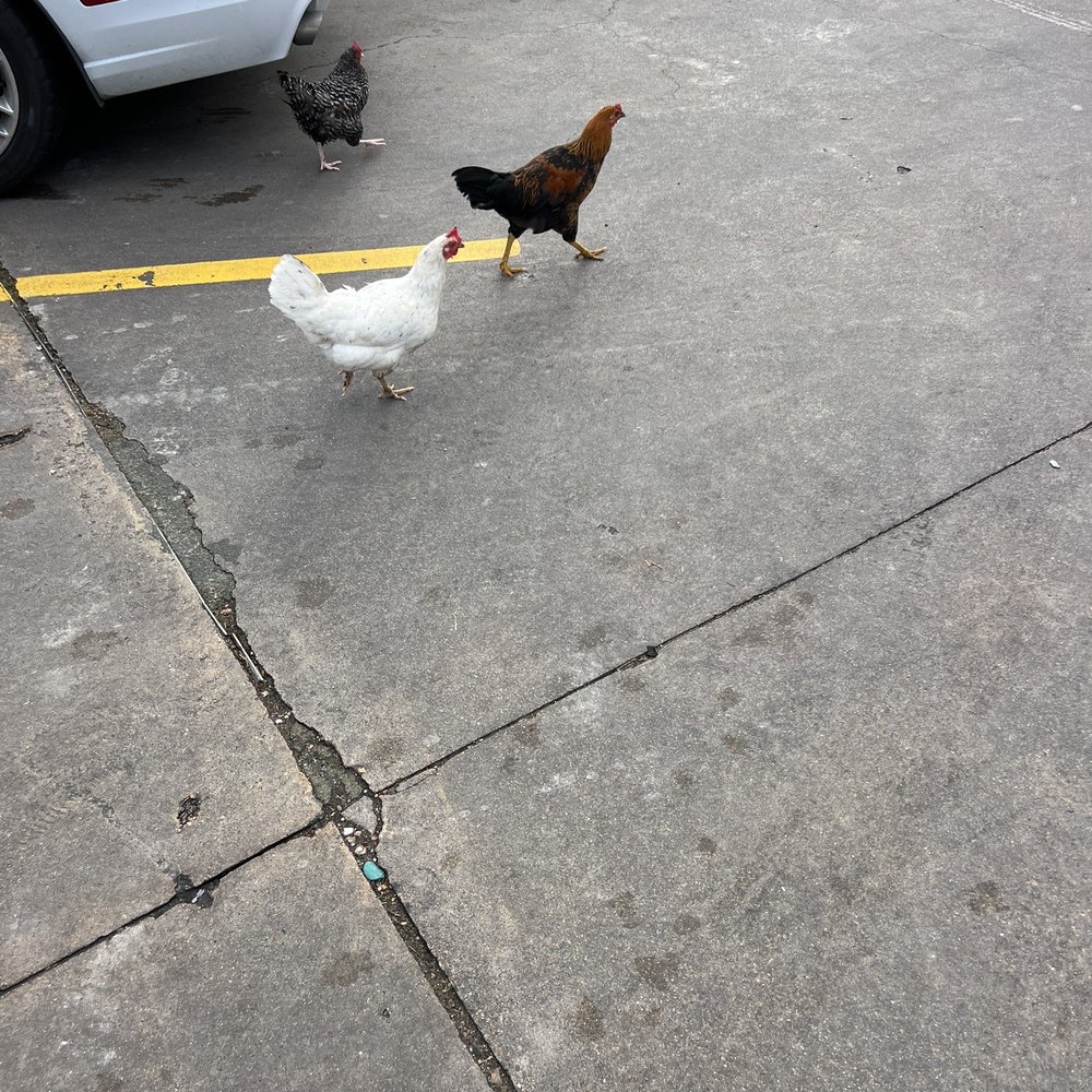 Hruska's - Chickens in the parking lot! - Bakeries Near Me - Ellinger, Texas