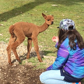 Stellar Alpacas - The babies were a little shy but warmed up to my daughter quickly. This one's name is PD. - Ranches Near Me - Spanaway, Washington Stellar Alpacas - The babies were a little shy but warmed up to my daughter quickly. This one's name is PD. - Ranches Near Me - Spanaway, Washington