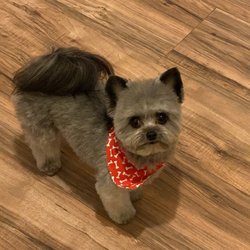 Hey Buddy Pet Services