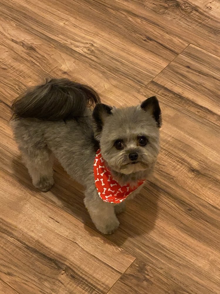 Hey Buddy Pet Services - pet boarding facility in Henderson, NV