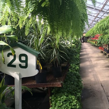 Kane's Flower World - Greenhouse in March - Nurseries & Gardening Near Me - Danvers, Massachusetts