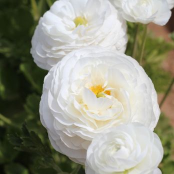 The Flower Fields - Venues & Event Spaces Near Me - Carlsbad, California The Flower Fields - Venues & Event Spaces Near Me - Carlsbad, California