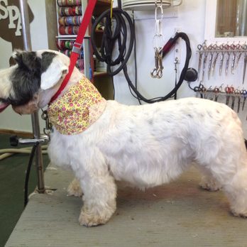 Canine Design - Sealyham Terrier groom - Pet Groomers Near Me - Canterbury, Connecticut
