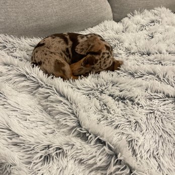 Wag Hotels - West Loop - 5/12 at home after 8 hours at daycare or summer camp at the second best place (first being my lap) in the universe. - Pet Groomers Near Me - Chicago, Illinois