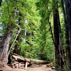 Roys Redwoods Preserve - Huuuuuge felled redwood